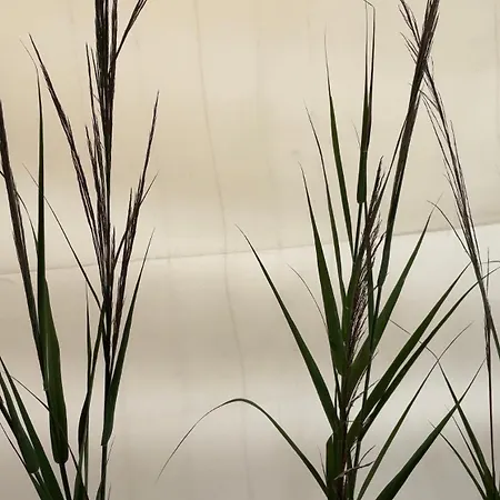 فندق مبيت وإفطار Naturalya *